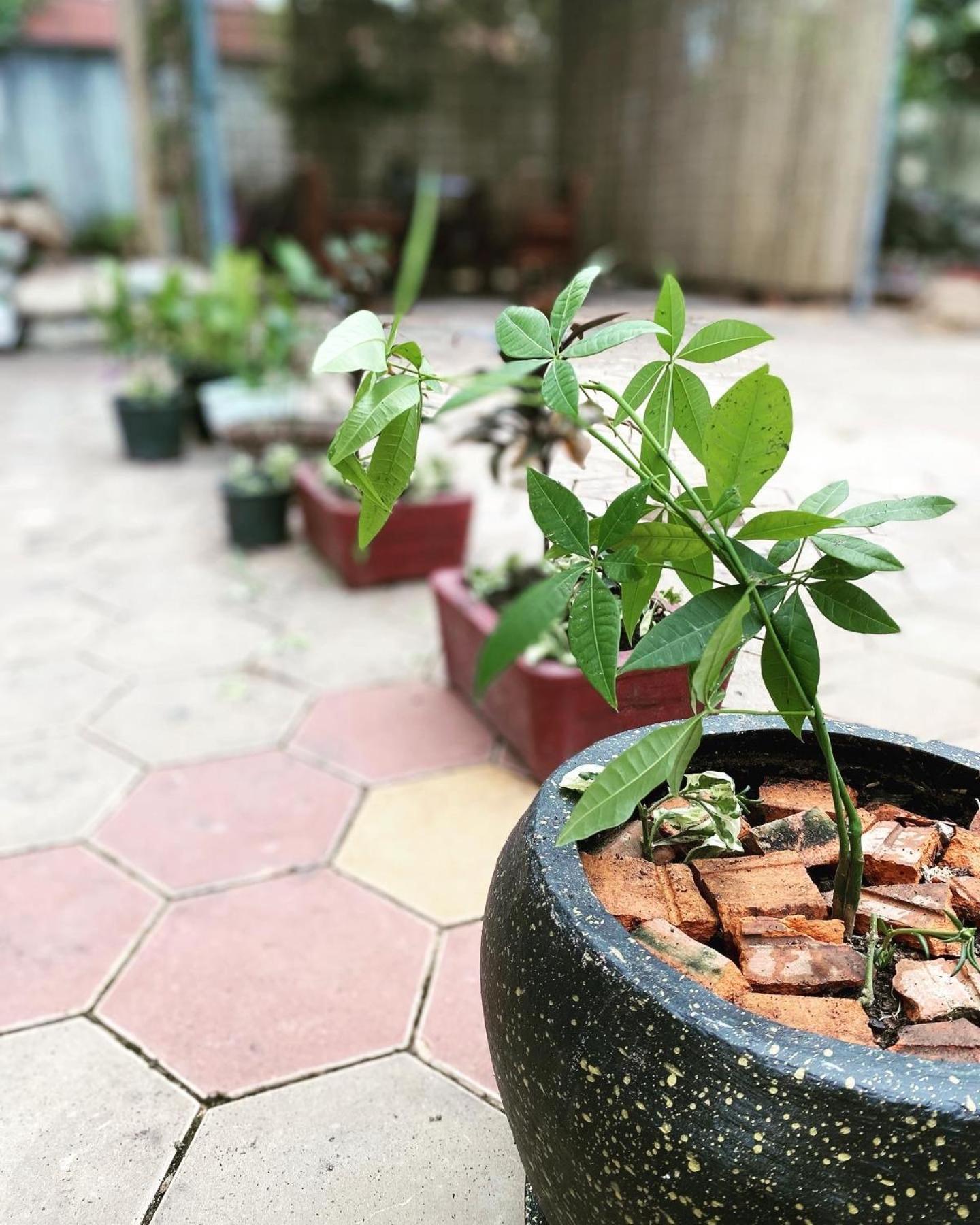 Bloom Garden Bed & Breakfast Siem Reap Exterior photo